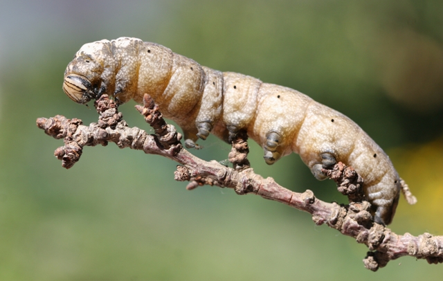 Grossa larva di Acherontia atropos